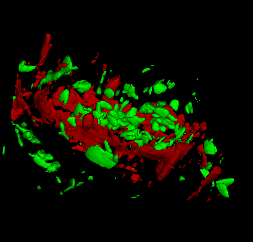 3D Raman measurement of banana pulp. Starch grains (green) and cell wall components (red) are clearly visible.