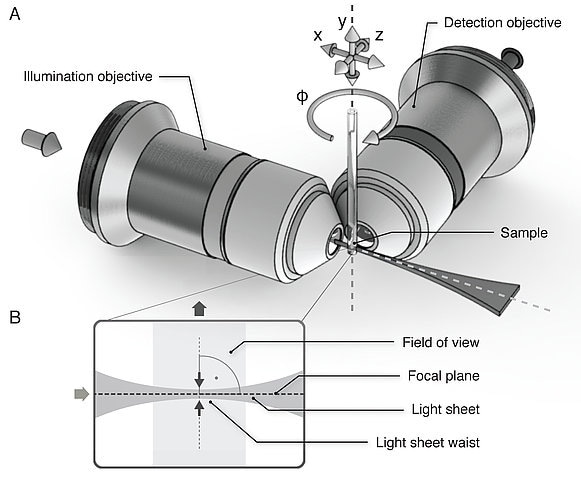 Sketch of the Light Sheet Microscopy principles (Image: Morgridge Institute for Research, Madison, WI)