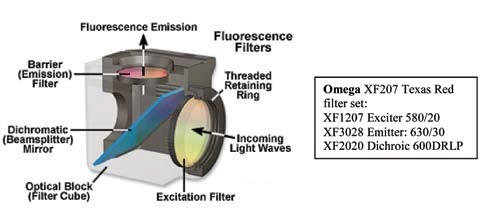 Filters for Fluorescence In Situ Hybridization (FISH) Imaging