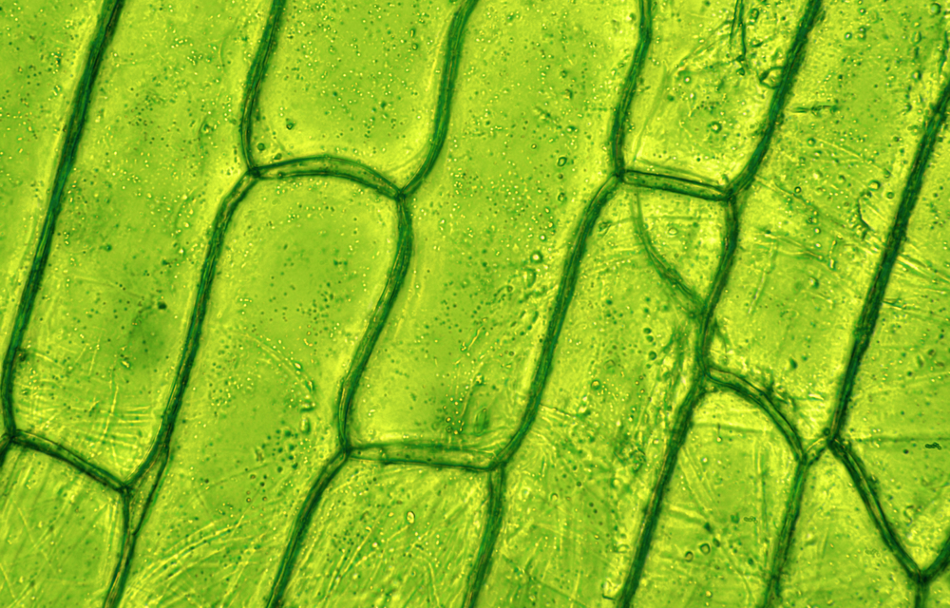 Plant Cells Microscope