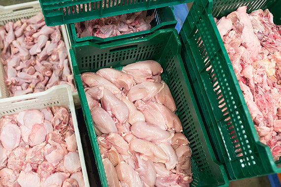 Chicken breast ready for quality inspection and packaging.