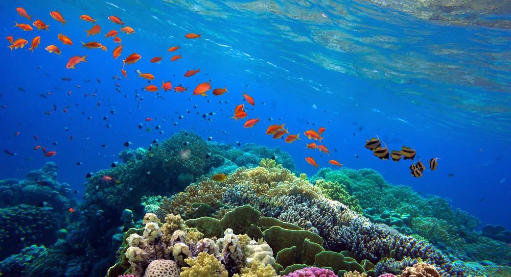 coral reef, imaging spectroscopy