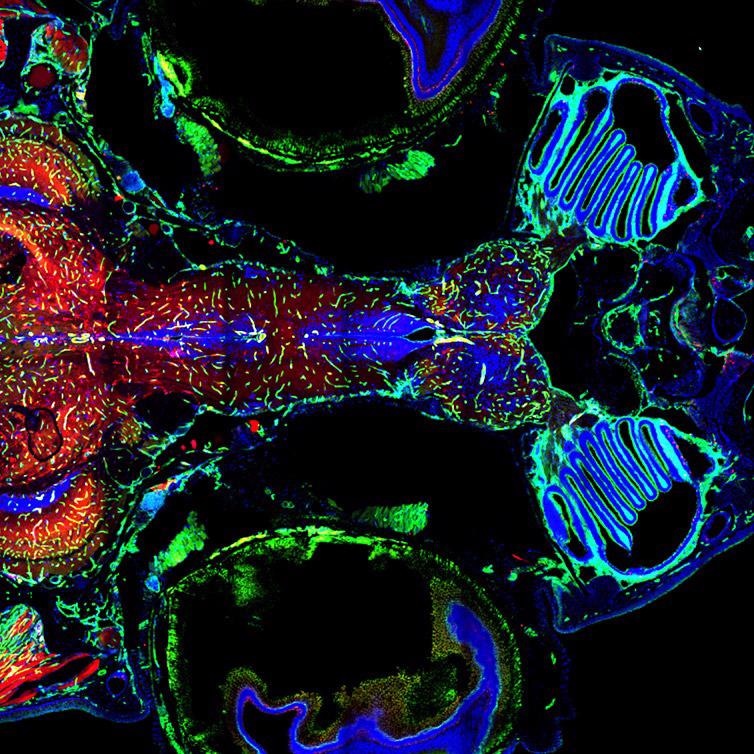 Adult Zebrafish Brain and vasculature, Multi-tile image acquired with Andor Dragonfly 500 and using double camera simultaneous acquisition. Multiple tiles, stitching and in line deconvolution was performed during image acquisition.