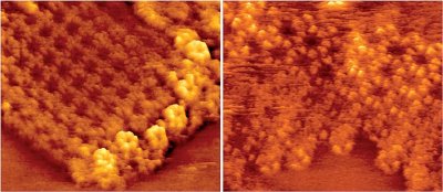 Contact mode high-resolution AFM topography images showing substructure on individual transmembrane channels in healthy sheep (left) and human cataract (right) lens cell membranes. In the healthy case, AQPO molecules (cross-shaped tetrameric proteins with a diameter of 6nm) form small and regular patches edged by connexons (flower-shaped hexameric proteins with a diameter of 8nm) that delimit the AQPO microdomains. In the pathological case, connexons are lacking.