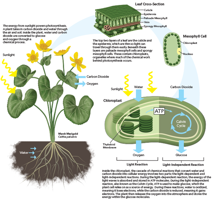 Photosynthesis is the process by which plants use sunlight to produce glucose, the essential foundation of Earth’s food chain.