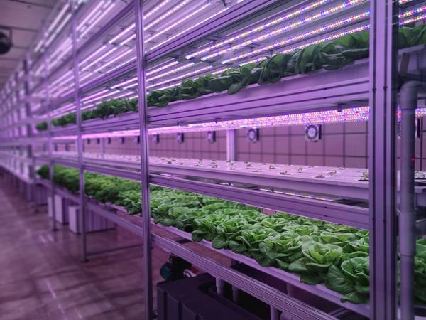 The emerging practice of vertical farming stacks layers of plant trays indoors with LED lighting optimized to promote growth cycles. The technique maximizes crop yield for the available footprint in locations where land acreage is scarce or expensive, such as urban areas.