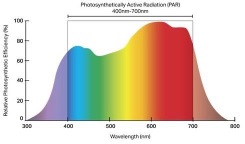 The photosynthetically active region (PAR) of light is 400 nm – 700 nm. The PAR encompasses light waves that plants can use for photosynthesis.