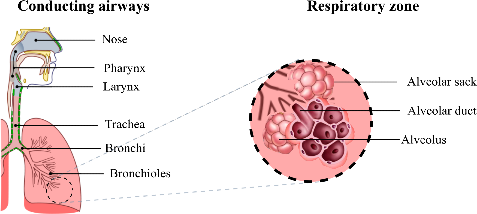 Diagram of the respiratory airways. The conducting airways warm up and moisten the inhaled air, the gas exchange occurs in the respiratory zone where the alveoli are located.