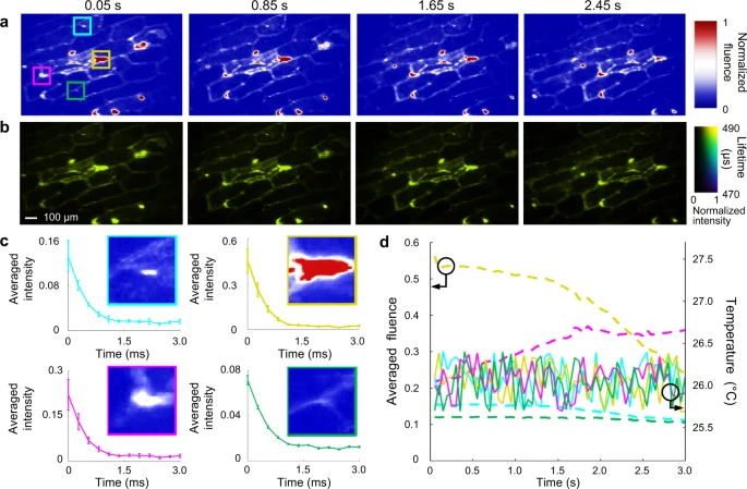 Dynamic single-cell temperature mapping using SPLIT. (a) Representative time-integrated images of a moving onion epidermis cell sample labeled by UCNPs. (b) Lifetime images corresponding to (a). (c) Photoluminescence decay profiles at four selected areas [marked by the solid boxes in the first panel of (a)] with varied intensities. (d) Time histories of averaged fluence and corresponding temperature in the four selected regions during the sample’s translational motion.
