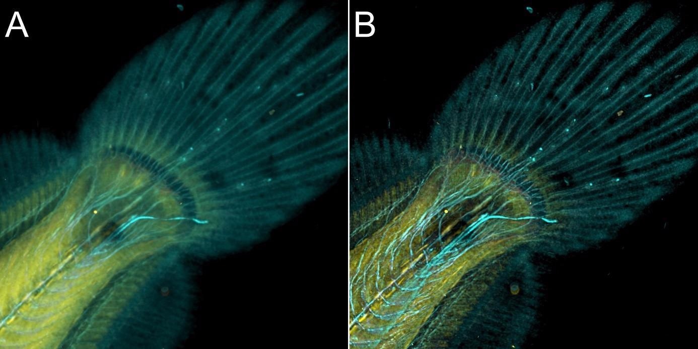 Flat fish image in confocal mode using BC43 and deconvolved with Clear-View GPU based deconvolution. Flat fish tail, acquired with A) confocal imaging modality, and B) deconvolved. Confocal imaging modality is the best option to image thicker samples, the quality of the image was further improved with deconvolution with Clear-View GPU based deconvolution.
