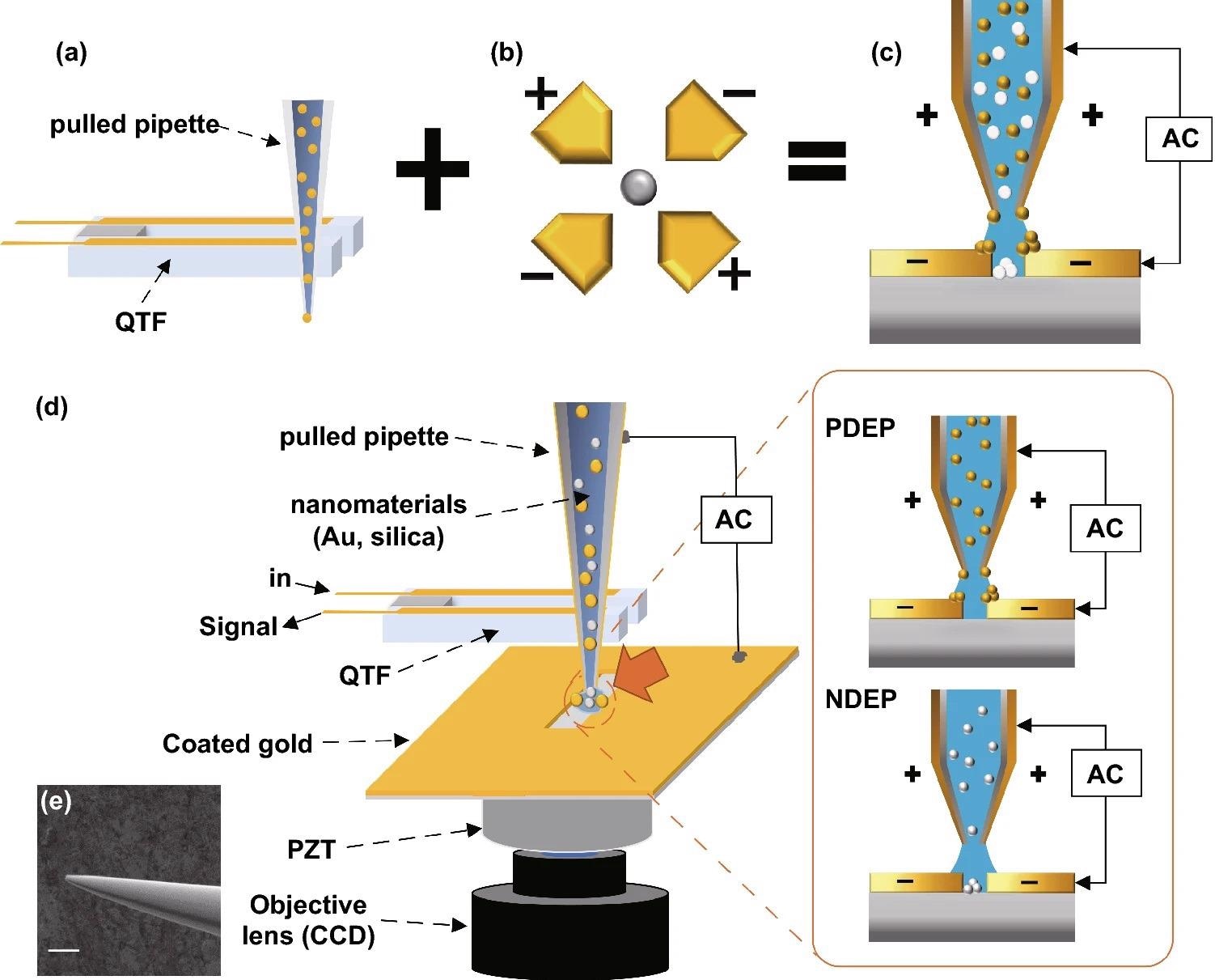 Schematic diagram of the experiment. (a) QTF-AFM with a pulled pipette system. It has strength in efficient low-volume liquid delivery. (b) Quadrupole DEP trap. If the Clausius–Mossotti factor is below zero, solutes receive a negative-DEP force and go to the center of the electrodes. (c)We propose the DEP-based material-selective deposition technique using the pipette-AFM system. The pipette-AFM delivers the low-volume solution to the desired position and DEP forces deposited nanoparticles on the edge or middle position of electrodes. Yellow particles show the positive-DEP effect and white particles show the negative-DEP effect. (d) Detailed schematic diagram of the experimental setup. XY positioning of the pipette on the scratched gap is enacted while watching the optical microscope image of CCD in real-time, and the Z positioning (approach and retract) of the pipette is enacted under QTF-AFM feedback. An AC voltage is applied between the coated Au layer on the glass substrate and the surfaces of the Au-coated pulled pipette. (e) Detailed SEM image of the coated pulled pipette, 10 µm scale bar.