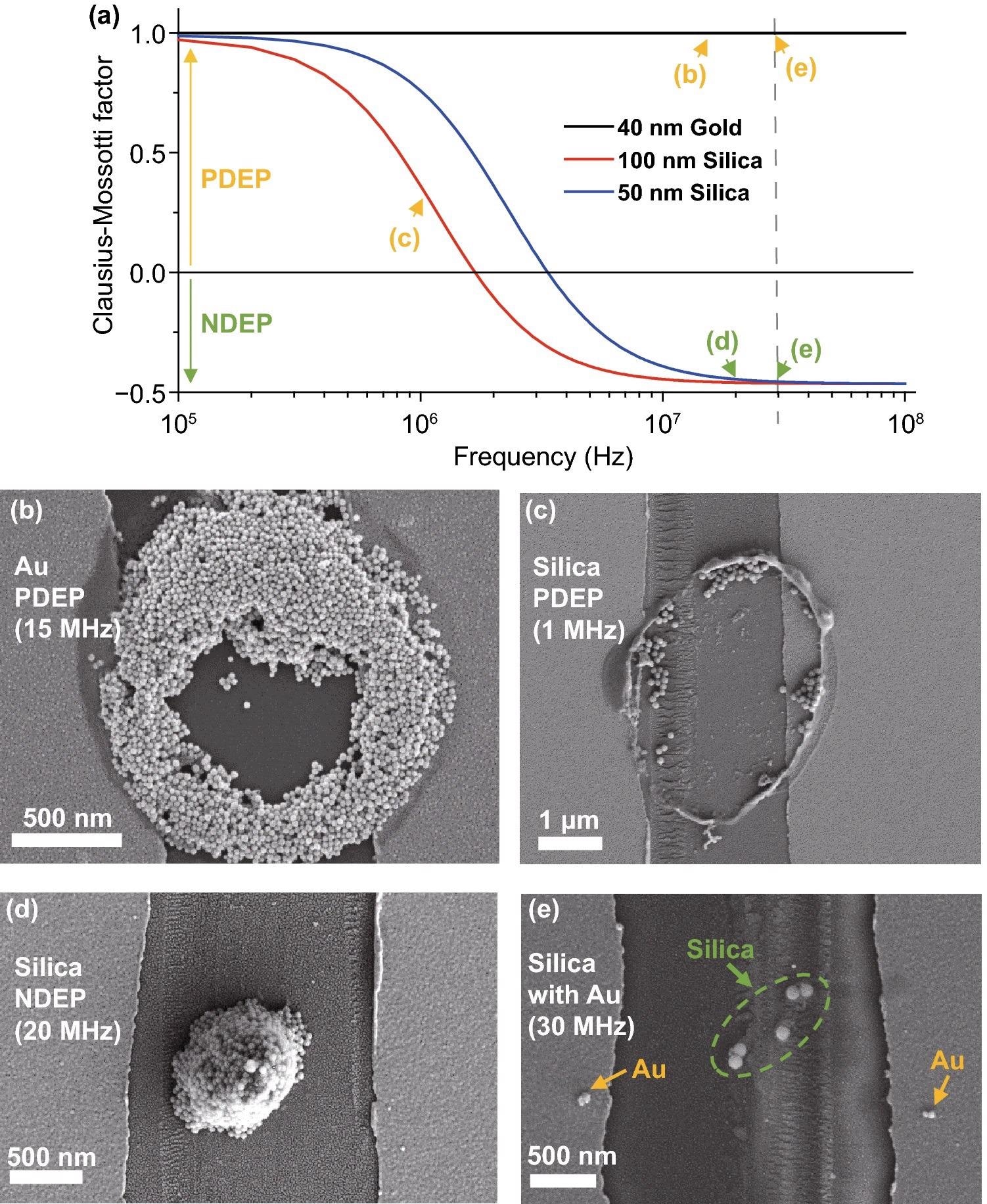SEM images of PDEP and NDEP experiments. (a) Clausius–Mossotti factor (fCM) of nanoparticles used for experiments. Several characteristics (em/p, sm/p, sbulk, Ks) of Au and silica nanoparticles are from reference. The X-axis is a log scale of the frequency (Hz). Signs of fCM change at ~2 MHz (100 nm silica), ~4 MHz (50 nm silica), and fCM of 40 nm Au always has a plus sign in the 0.1–100 MHz range. Arrows show the frequencies used, and colors indicate PDEP (yellow) or NDEP (green). (b) PDEP result of Au nanoparticles with 40 nm diameter Au nanoparticles, ~2 µm diameter pipette with Rinner/Router ratio = 0.7,