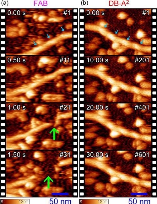 Time-lapse HS-AFM images of actin filaments adsorbed to an amino-silanized mica substrate observed with the FAB (a) and DB-A2 (b) methods. The images represent cropped data around actin filaments, and the original data can be seen in Movie S1. The cyan and green arrows indicate the positions of actin helical pitches and a collapsed part, respectively.