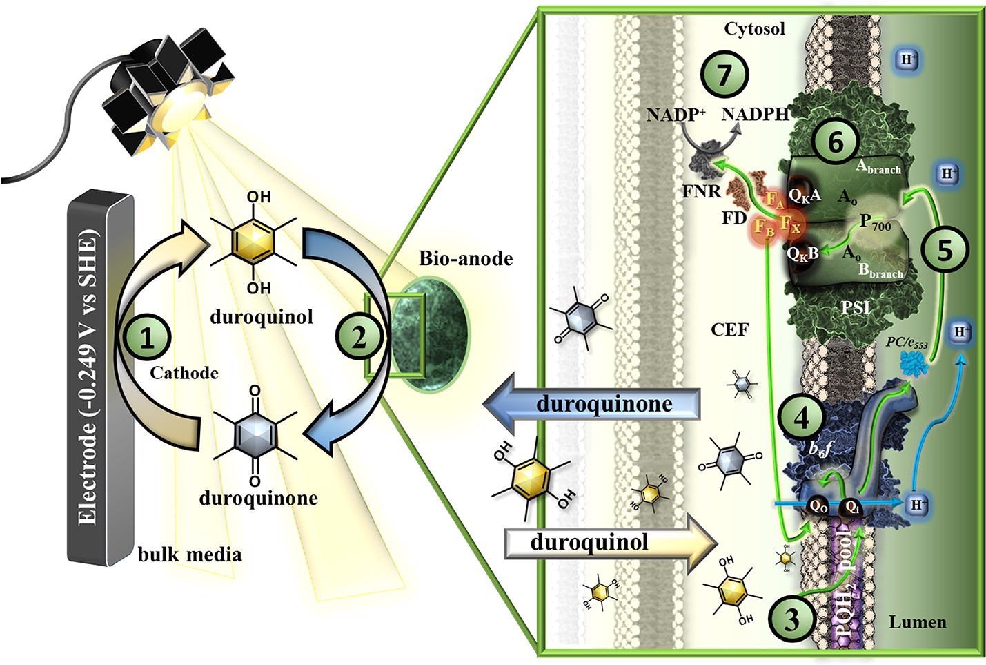 Schematic of the microbial electro-photosynthetic system (MEPS) with green arrows representing electron flow and blue arrows representing proton movement. (1) Molecular mediator (duroquinone to duroquinol) reduction at the cathode -0.249 V vs SHE). (2) Live ?psbB cells act as bioanodes where the oxidation of the mediator occurs. (3) Within the cells, at the interface of the thylakoid membrane, duroquinol mediators donate electrons to (4) the cyt b6f complex, releasing protons into the luminal space and passing electrons further down the chain; (5) cytochrome c553 or plastocyanin then transport the electrons to Photosystem I. (6) Upon exposure to light, PSI catalyzes the light-driven electron transfer from P700 to the cytoplasmic site of the membrane where it reduces (7) ferredoxin (FD) that shuttles electrons to FNR for the reduction of NADP+ to NADPH. A proton gradient is generated in the process, which drives ATP synthesis. If NADP+ is not available electrons will be shuttled back into the PETC via cyclic electron flow (CEF) to the cyt b6f complex or may be dissipated via Flv1/Flv3 that reduces enzymes or redox regulation pathways in the cell (for clarity not depicted in figure).