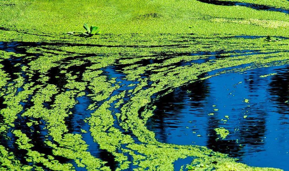 algae, cyanobacteria
