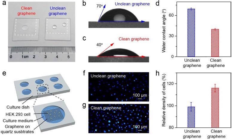 Application of the clean graphene in cell culture. (a) Photograph of water droplets on the clean (left) and unclean (right) graphene supported by the quartz substrates. (b, c) WCA measurement results of the as-transferred unclean (b) and clean (c) graphene on quartz substrates. (d) Statistical results of the WCA values of the unclean (blue) and clean (red) graphene on quartz substrates. (e) Schematic illustration of the cell culture using graphene as the culture plate support. (f, g) Fluorescence microscope images of cultured cells on the unclean (f) and clean (g) graphene surface after proliferation for 48 hours. (h) Comparison of the density of cells cultured on the unclean (blue) and clean (red) graphene on quartz substrates, using the cell density on the bare quartz substrate as a reference.