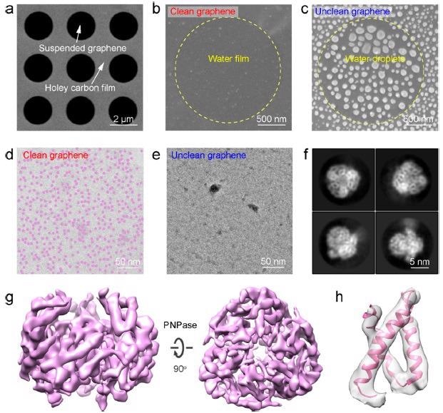 Application of the clean graphene on cryo-EM imaging. (a) Scanning EM (SEM) image of the large-area suspended graphene membrane. (b, c) SEM images showing the distribution of water on the surface of the suspended clean (b) and unclean (c) graphene. (d, e) TEM images showing the distribution of ice layer and PNPase particles on the clean (d) and unclean (e) graphene. Note that PNPase particles are dyed in semitransparent purple color in (d). (f) Representative 2D class averages of PNPase supported by the clean graphene. (g) 3D reconstruction map of the PNPase particle using the clean graphene as the supporting substrate. (h) Selected region of PNPase’s map with the corresponding model docked.