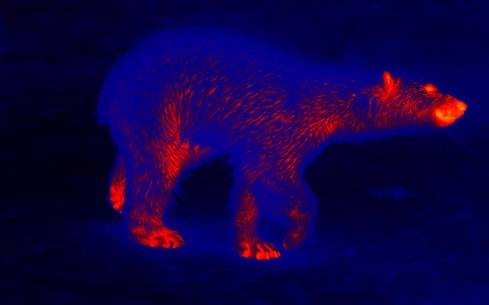 Thermal Imaging for Wildlife Monitoring and Conservation