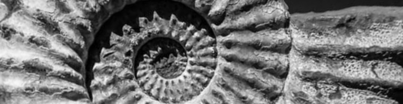 Analyzing Ammonite Fossils with Raman Imaging