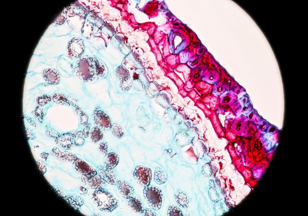 bright-field microscopy