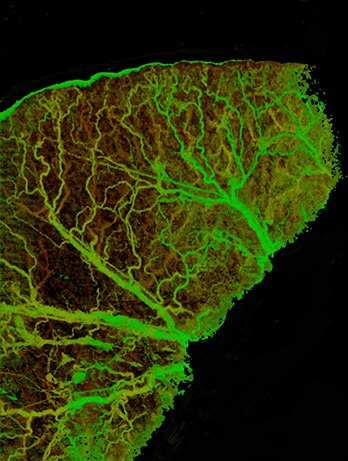 OCTA image of a full mouse ear showing a well-defined vascular pattern. Image taken with an OCT system built using a Cobra 800 spectrometer.