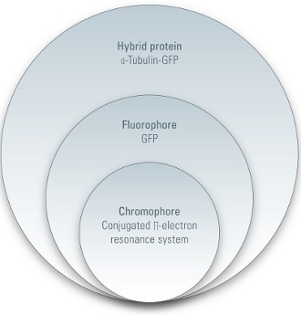 Hierarchy in fluorescent proteins
