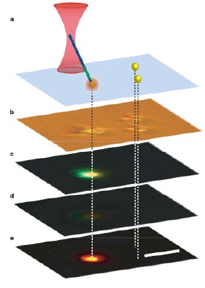 In a demonstration of the nanowire light source’s fluorescence mode, a nanowire in the grip of an infrared beam was touched to a fluorescent bead causing the bead to fluorescence orange at the contact point. Figure a shows the experimental set up with the pair of beads on the right as control; b is a bright-field optical image of the beads, with the nanowire in contact with the leftmost bead; c is a color CCD fluorescence image showing green light emission from the nanowire and the orange emission from the bead; d is a control image of the same beads with infrared radiation but no trapped nanowire; and e is digital subtraction of d from c.