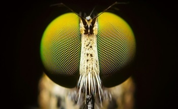Optics Inspired By the Eyes of Insects