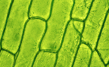 Exploring Cell Walls and Plant Protein Regulation with Microscopy