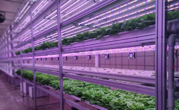 Utilizing LEDs in Horticultural Lighting