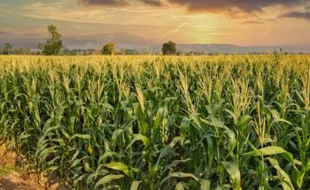 Keeping Crops Healthy with Raman Spectroscopy