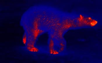 Thermal Imaging for Wildlife Monitoring and Conservation