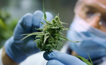 Using Optical Spectroscopy For Cannabis Detection