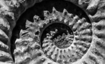 Analyzing Ammonite Fossils with Raman Imaging