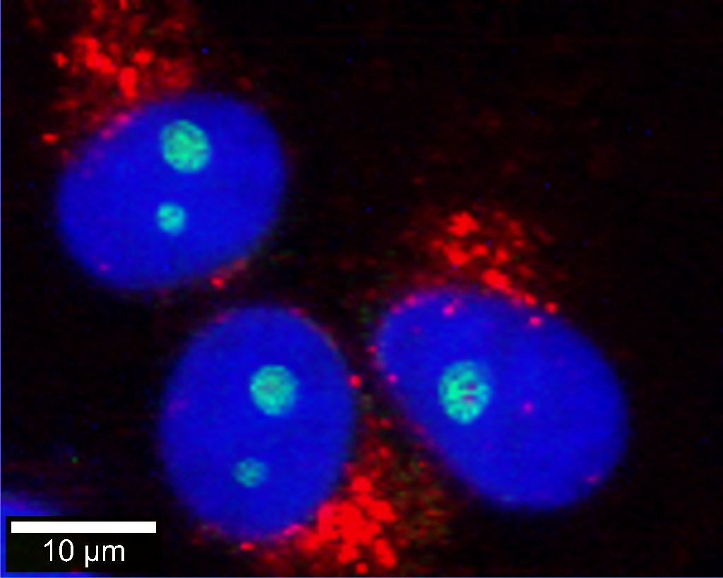 Correlative Raman - fluorescence microscopy image of eukaryotic cells. Nuclei were stained with DAPI (blue). Endoplasmic reticulum (red) and nucleoli (green) were identified by their Raman signals.