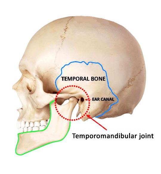 Position of the temporomandibular joint. The temporal bone and the mandible (lower jaw) are outlined in blue and green, respectively.