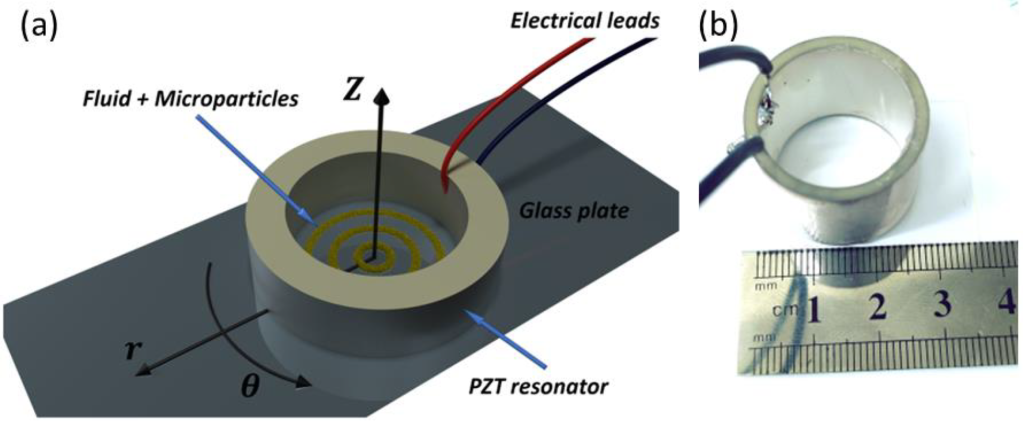 (a) Illustration (not to scale) of the experimental in vitro apparatus. The dispersed micro particles are inserted into the piezoelectric resonator. They are driven towards nodal areas and form rings upon activation of the acoustic waves. (b) Photograph of the in vitro apparatus.