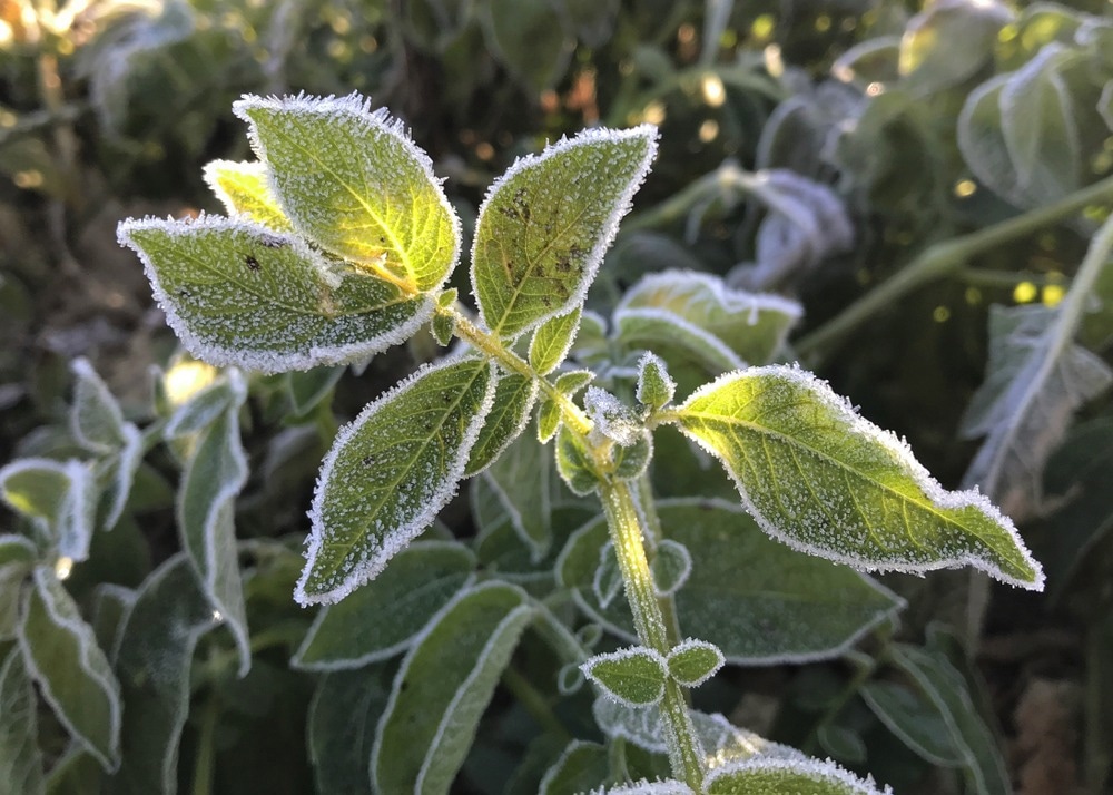 Study Delves Deeper into Potato Leaf Frost Injury with Cryo-Microscopic Techniques