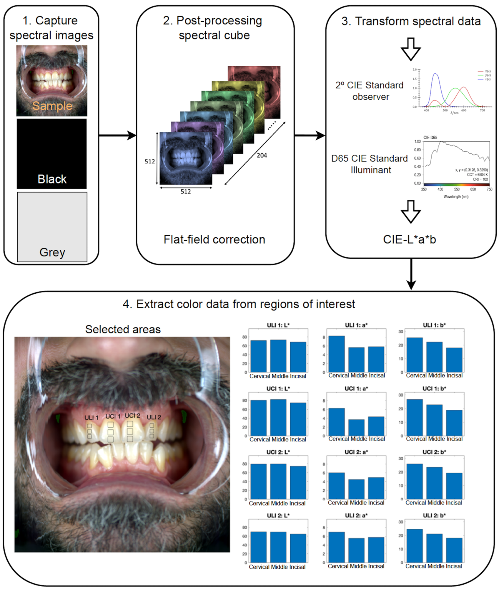 Workflow scheme of the spectral image capturing protocol, data processing and CIE L*, a* and b* values extraction corresponding to the cervical, middle and incisal thirds.