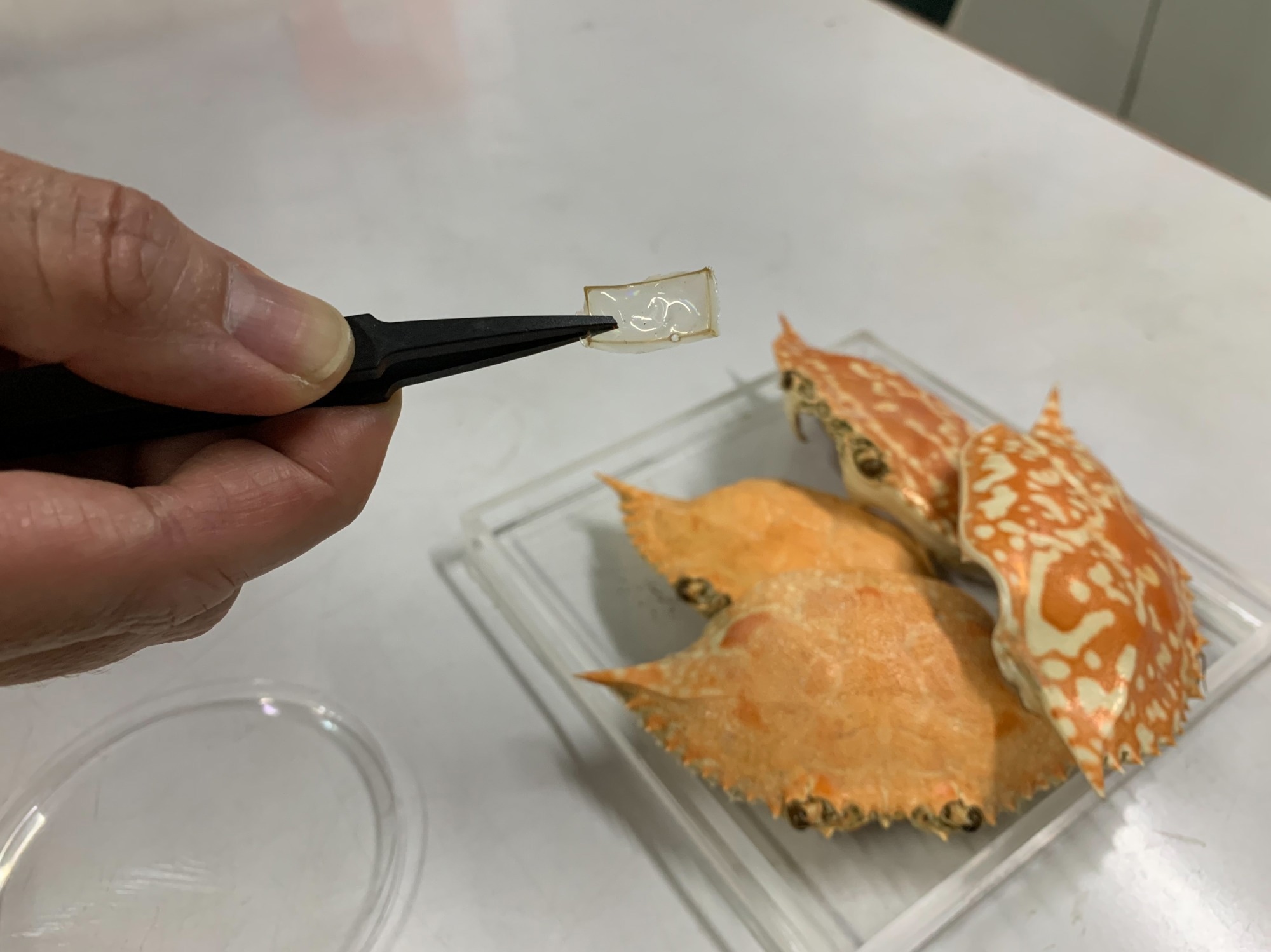 Developing Biodegradable Optical Components from Crab Shells.