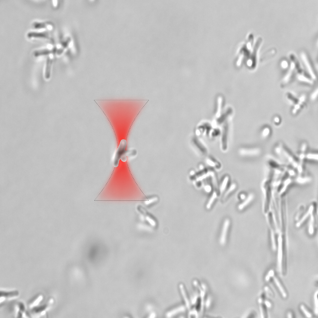 Optical Tweezers Control Bacterial Biofilm Formation