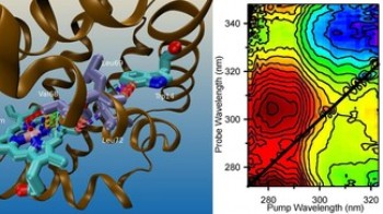 Researchers Demonstrate Capabilities of 2D UV Spectroscopy in Study of Heme Proteins