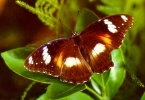 Beautiful Colour on Butterfly Wings May Help Create Impressive Optic Effects in Paint