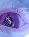 Contact Lens with Imprinted Electronic Circuit and Lights
