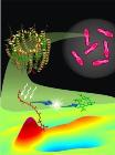 Researchers Explore Photosynthesis Process Using Two-Dimensional Laser Spectroscopy