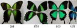 Stunningly Varied Color Patterns Created by Subtle Differences in Tiny Crystals of Butterfly Wings