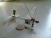 TU Delft to Present the Minute DelFly Micro Air Vehicle