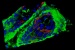 Educational Website Teaches Fluorescence Microscopy and Imaging Techniques