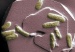 Microscopic Technique Reveals How Bacteria 'Breathe' Toxic Metals