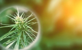 Researchers Prove Raman Spectroscopy's Potential for Cannabinoid Detection